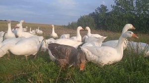 Какие болезни гусей способны погубить поголовье