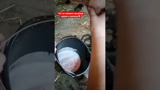 Травматизм вымени. Кровь в молоке у коровы. смотреть онлайн