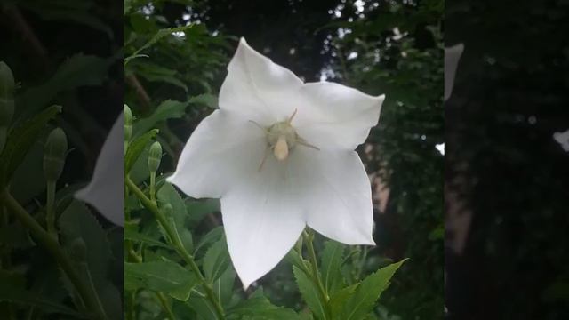 ✳︎プルメリア✳︎love🌺 リゾート気分を味わいたぃ👙🌴