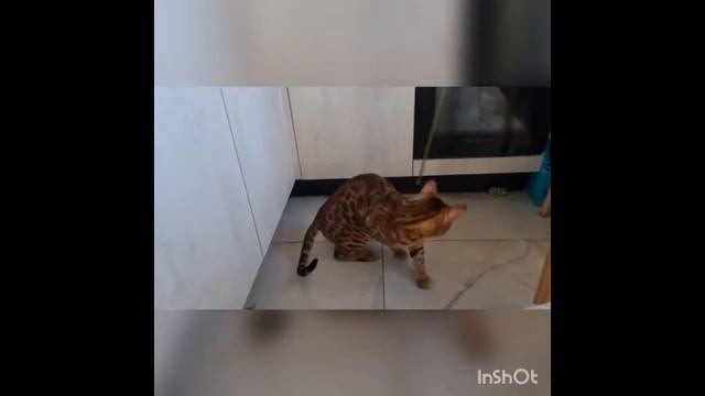 Презентация бенгальского кота  Феникс Кинг Вайлд Спот