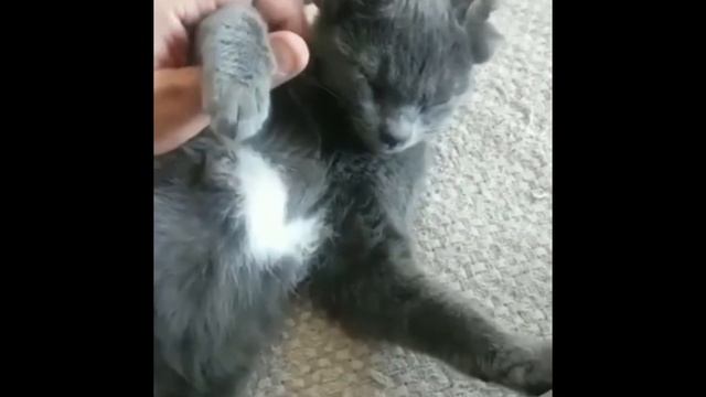 Кот с 4 ушами по кличке Мидас смотреть онлайн