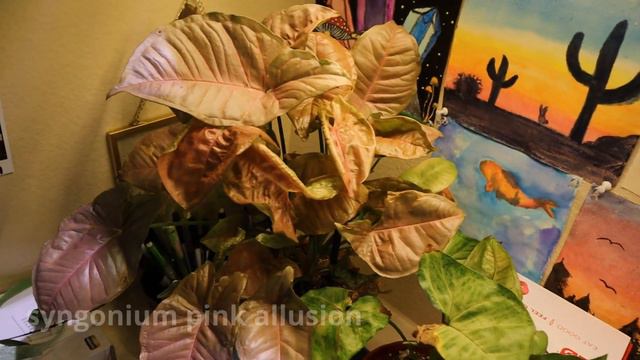 houseplant tour 🌿 | first youtube video! ✨ смотреть онлайн