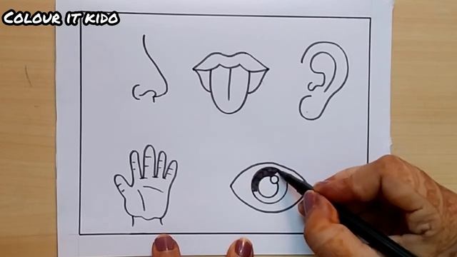 How to draw sense organs easy | Sense organ Drawing idea | How to draw Sense organ easy step смотреть онлайн