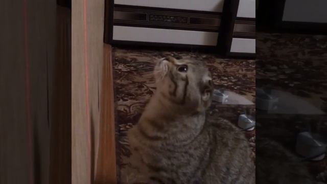 Строительный лазерный уровень + кошка = поцарапанные обои смотреть онлайн