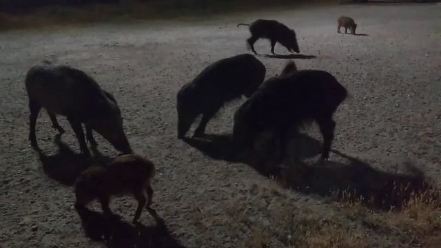 Cinghiali a Torre del Lago ( Viareggio ) смотреть онлайн