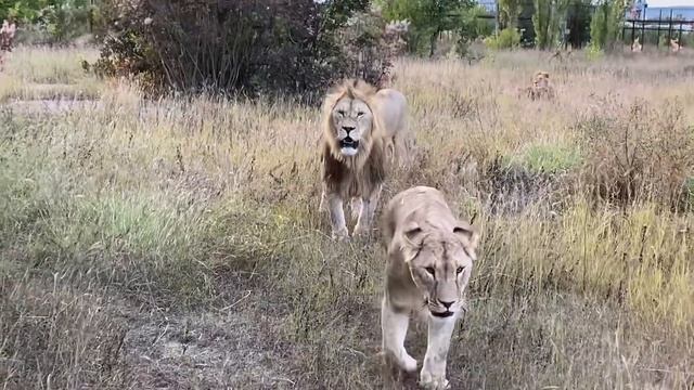 ЛЬВИНЫЙ ОТРЯД движется за нашей машинкой!