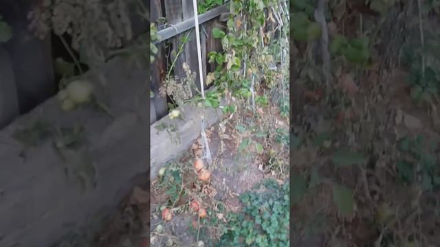 04.10.2022 Талгар, горы и мой сельский сад. смотреть онлайн