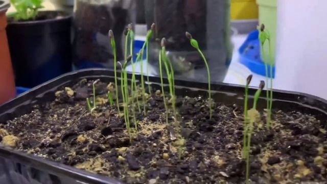 КАК ВЫРАСТИТЬ ЁЛКУ ИЗ ШИШКИ. ВЫРАЩИВАЕМ ЕЛЬ, СОСНУ ИЗ СЕМЯН.