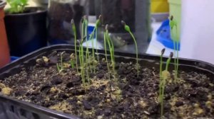 КАК ВЫРАСТИТЬ ЁЛКУ ИЗ ШИШКИ. ВЫРАЩИВАЕМ ЕЛЬ, СОСНУ ИЗ СЕМЯН.