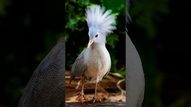 Нелетающая птица без родственных связей? Неповторимый призрак леса Кагу смотреть онлайн