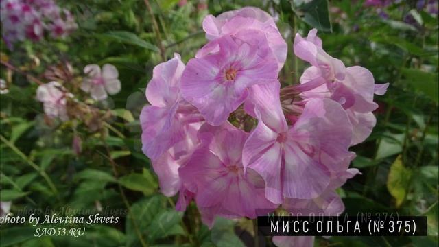 Флоксы из моего сада. Сорта от А до Я. смотреть онлайн