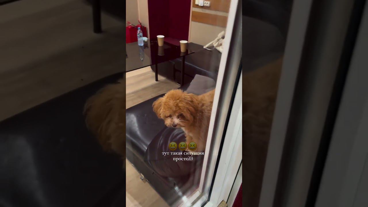 XOLIDAYBOY Танцы Вани Сторис Продюсера 18.06.24#xolidayboy #иванржевский #ульянабанановая смотреть онлайн