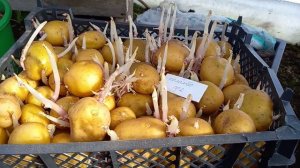 Что сделать, если ростки у картофеля почернели? Как сохранить семена?