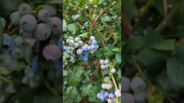 Голубика в кашпо #голубика #дача #садоводы #садовыерастения #садовыймир #растения #кустарники #куст смотреть онлайн