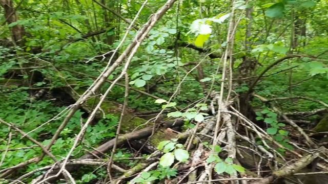 Лесной коп! Как он есть. Коп с XP Deus. смотреть онлайн