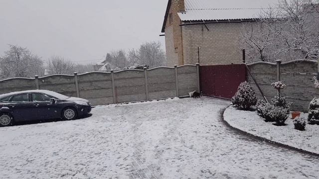 Купили игрушку от которой Вилли сошёл с ума смотреть онлайн