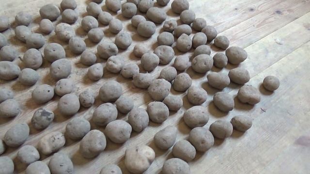 Купили семенной картофель. Сорт "Аврора" смотреть онлайн