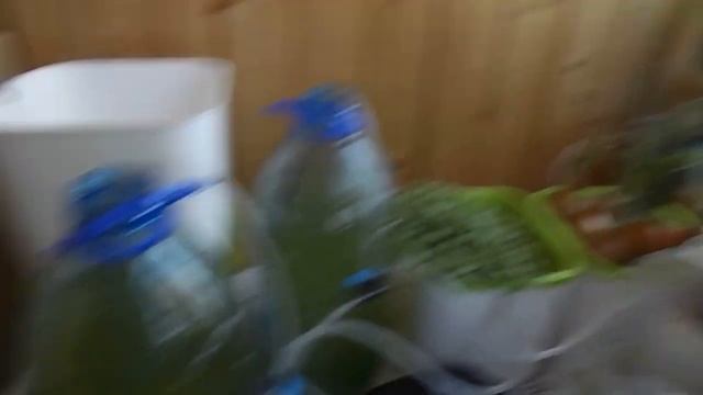 Получение хлореллы в домашних условиях