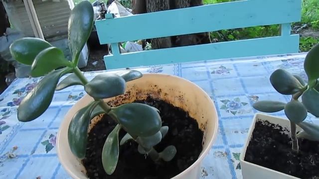 КАК НЕЛЬЗЯ САЖАТЬ ДЕНЕЖНОЕ ДЕРЕВО .