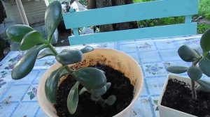 КАК НЕЛЬЗЯ САЖАТЬ ДЕНЕЖНОЕ ДЕРЕВО .