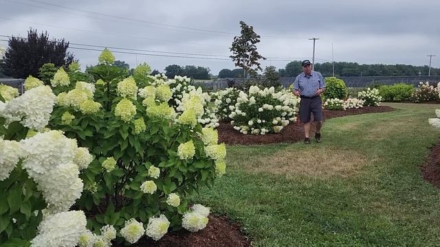 Complete Guide To Enjoying Panicle Hydrangeas // Hardy, EASY To GROW & Incredibly BEAUTIFUL ???? смотреть онлайн