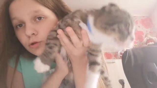 VLOG:МНОГО ПУШИСТОГО СУЩЕСТВА?Готовлю тортик в микроволновке?ЛЕНТА? смотреть онлайн