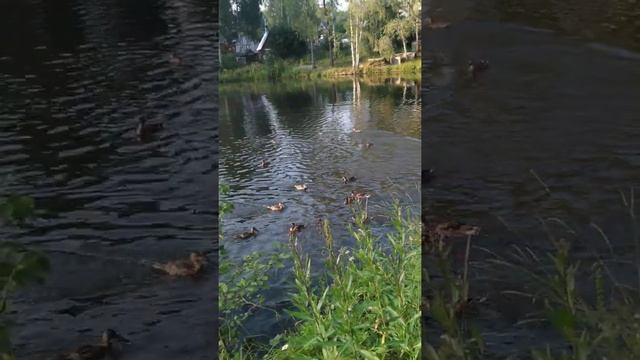 На даче: дикие утки! смотреть онлайн