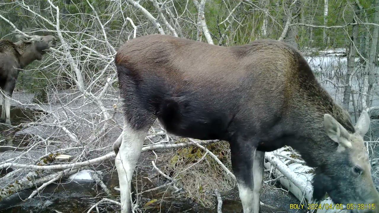 Фотоловушка Bolyguard SG2060-K #29.1 \ Лось кормится осиной смотреть онлайн