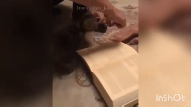 Кот не наступает на священный Коран (сравните пожалуйста) смотреть онлайн