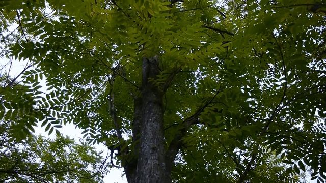 Орех чёрный I Juglans nigra смотреть онлайн