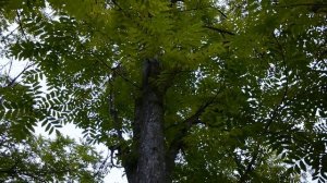 Орех чёрный I Juglans nigra