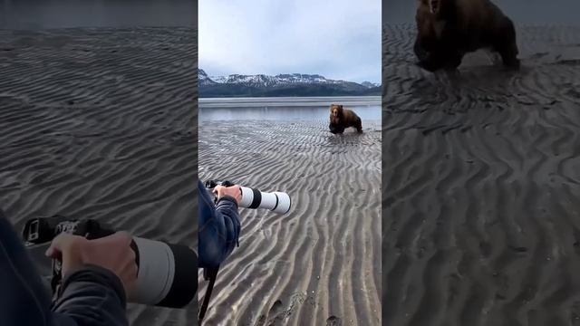 Brave guide! ?? Via @wildlife.encounters смотреть онлайн