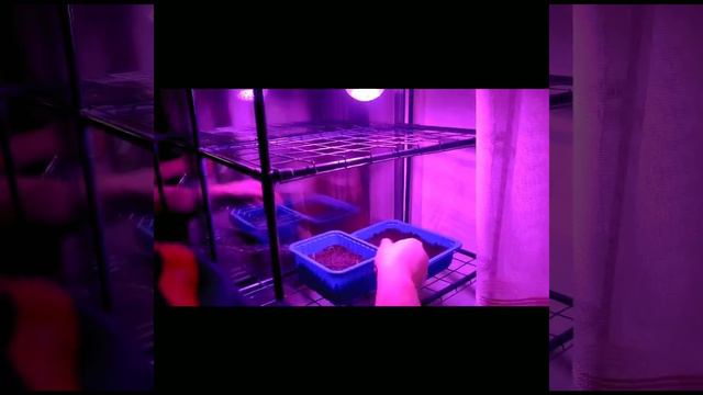 Как поживают 🤭 наши черри🌱