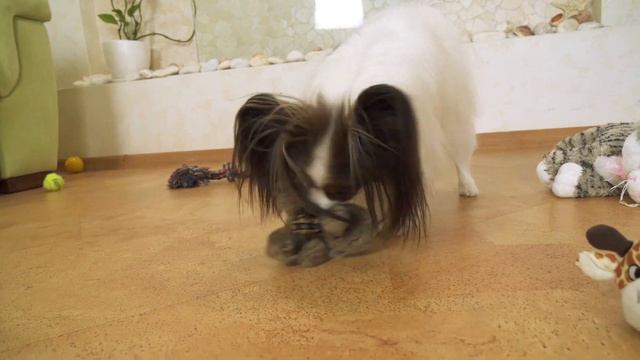 ГДЕ МНОГО СЛОВ, там мало дела! Веселый ЮКИ и ПОСЛОВИЦЫ