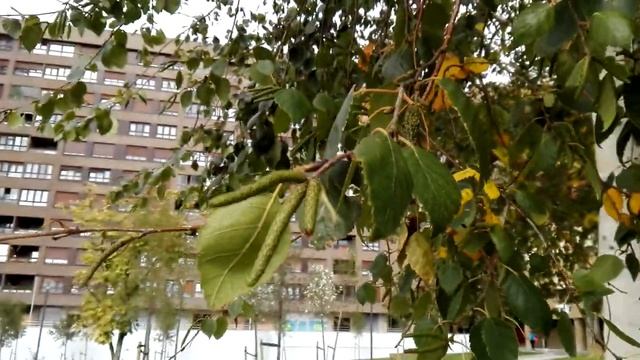 Betula pendula (Common Birch) смотреть онлайн