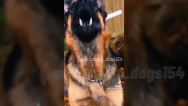 ⛓️? ЭДИТЫ ДОБЕРМАНА И НЕМЕЦКОЙ ОВЧАРКИ ?⛓️ смотреть онлайн