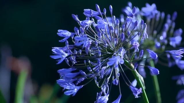 Видео природы без звуков используй для презентаций смотреть онлайн