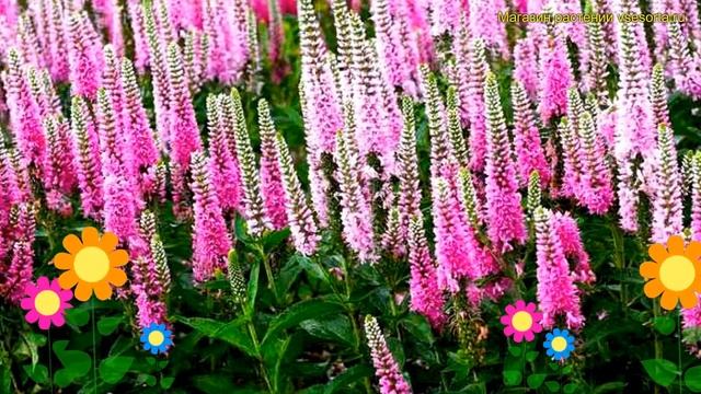 Вероника гибридная Пинк маршмеллоу. Краткий обзор veronica hybrid pink marshmallow Pink Marshmallow смотреть онлайн