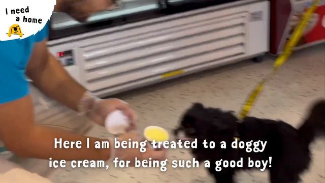 Sooty the super Chihuahua cross | Dogs Trust Shoreham смотреть онлайн