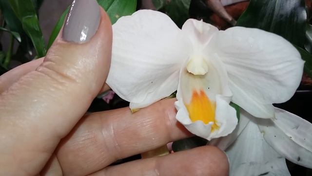 Новый стеллаж и много новых дендров. смотреть онлайн