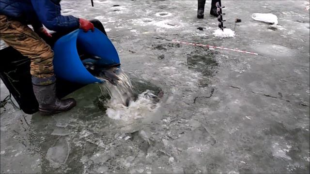 Зарыбление Нижнего пруда сигом. Клёвое место, Лосиный остров смотреть онлайн
