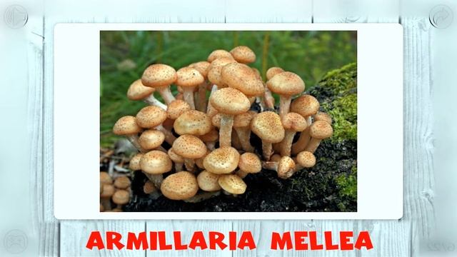 Урок английского языка вкусняшки ягоды фрукты овощи смотреть онлайн