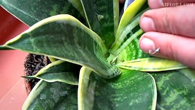РАЗМНОЖЕНИЕ САНСЕВИЕРИИ С ЛИСТА | Пёстрые виды растения смотреть онлайн