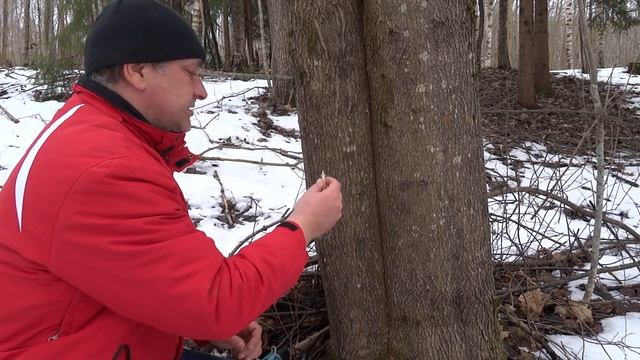 Сбор кленового сока. Простой способ. смотреть онлайн