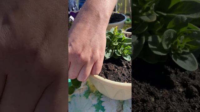 Пышные петунии сплошной шапкой