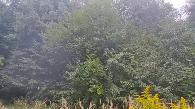 Антихрупкость! КНИГА ЖИЗНИ или КАК извлечь выгоду из ХАОСА! смотреть онлайн