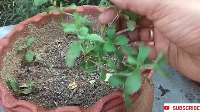 சர்க்கரை நோயாளிகள் இனி இதை பயன்படுத்துங்கள்||சீனி துளசி பயன்கள் || Stevia Rebaudiana