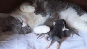 Новорожденные котята пищат и шипят на нас!