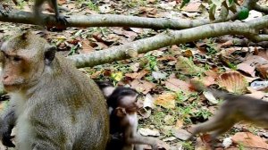 So pity baby! Big monkey strangled baby monkey very strong/Wild Monkey