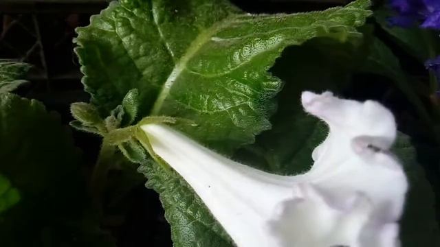 Стрептокарпус  Фур-фур, Бьютифул, Девичья любовь, Фаренгейт (Fahrenheit)